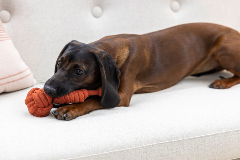 Rope Toy