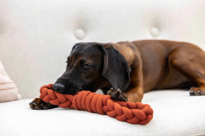 Rope Toy