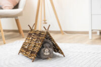 Tente Tipi Nature