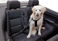 Harnais et sangle de transport pour chien