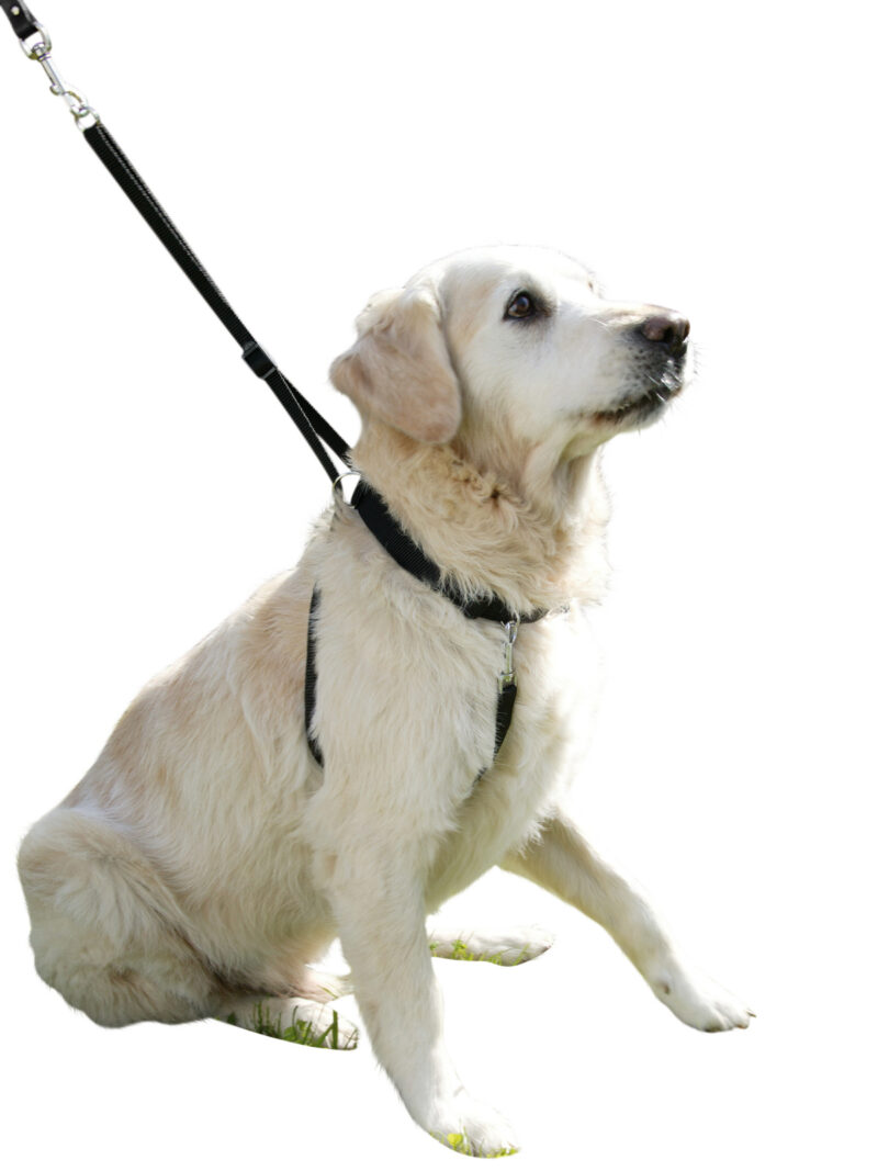 Hundegeschirr Maxi Leader