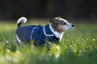 Hundemantel Freedom