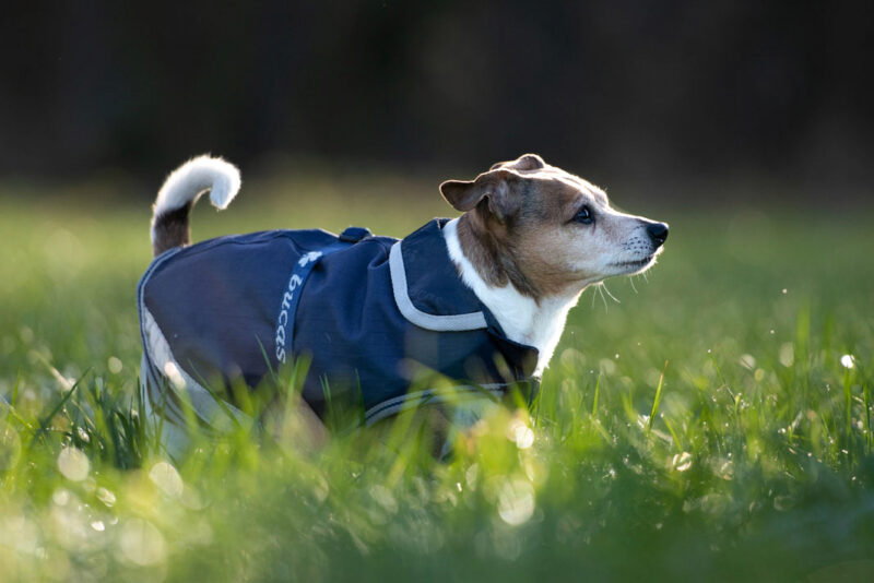 Hundemantel Freedom