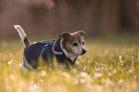 Hundemantel Freedom