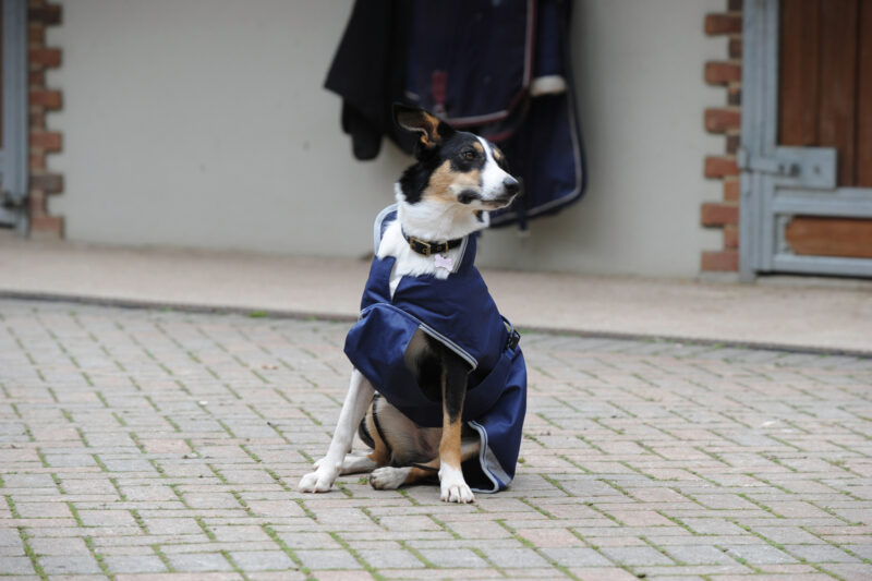 Hundemantel Freedom