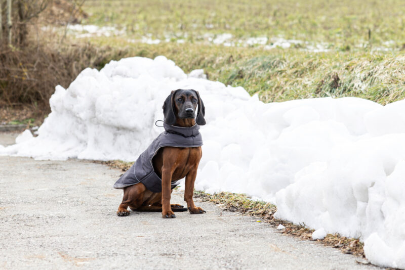 Hundemantel Montreal