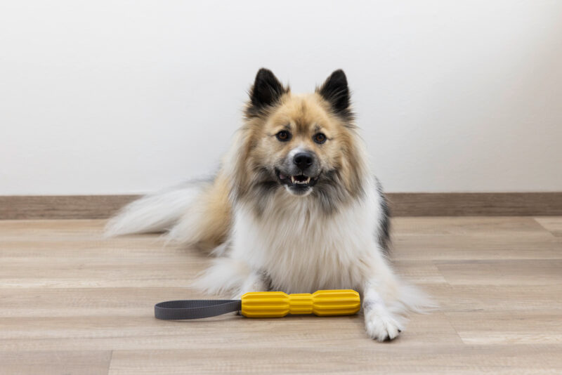 Hundespielzeug Aqua