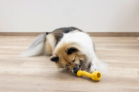 Hundespielzeug Aqua
