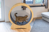 Katzenlaufrad