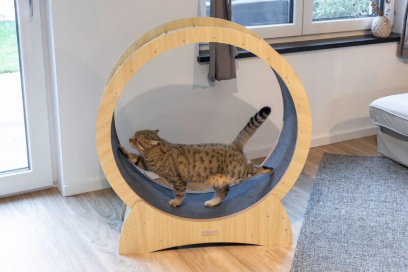Katzenlaufrad