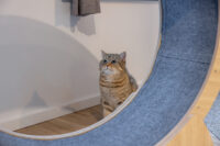 Katzenlaufrad