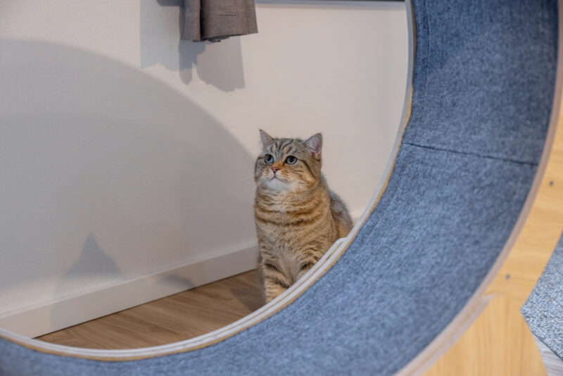 Katzenlaufrad
