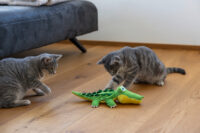 Katzenspielzeug Jumping