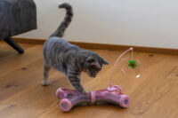 Katzenspielzeug Ypsilon