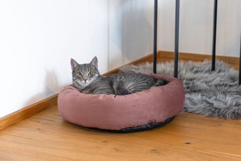 Kuschelbett Velvet