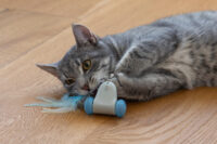 Racing Maus