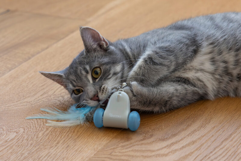 Racing Maus