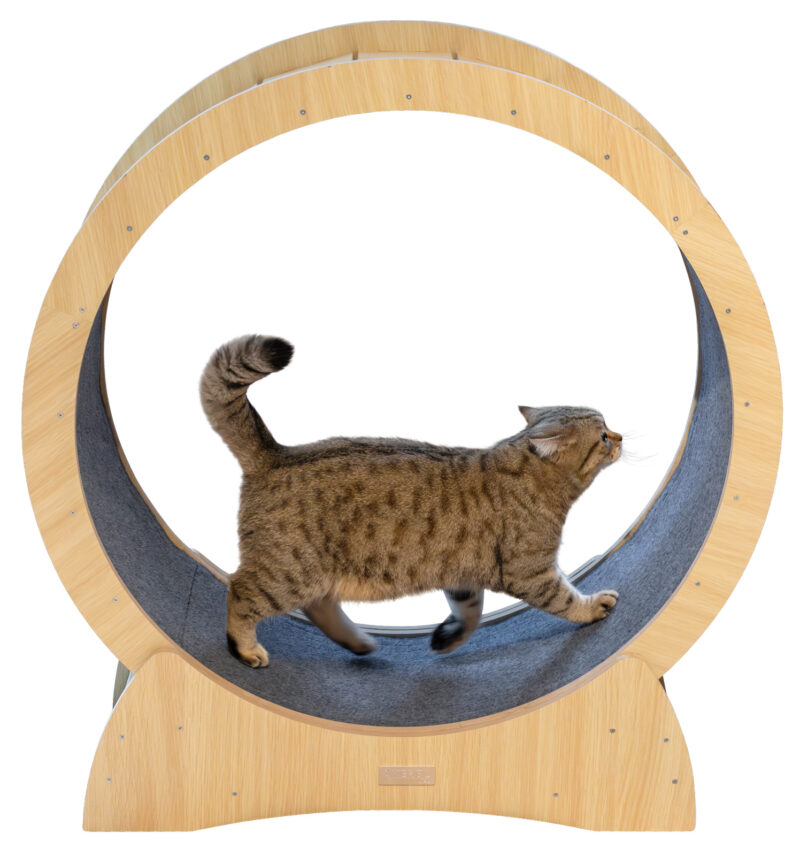 Roue d’exercice pour chat