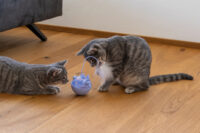 Snackball Fisch