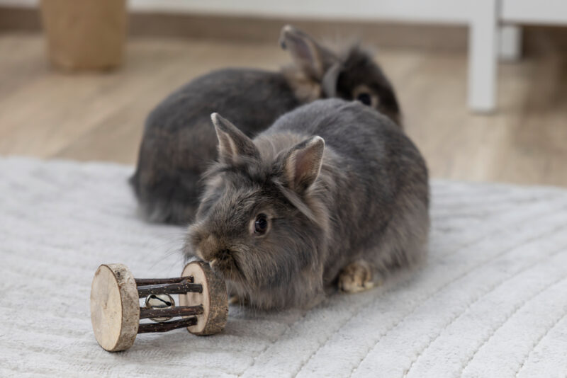 Spiel- und Knabberrolle mit Glocke