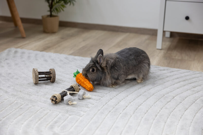Spiel- und Knabberrolle mit Glocke