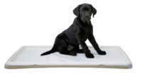 Toilettes pour chiot XL
