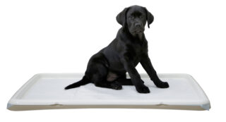 Toilettes pour chiot XL