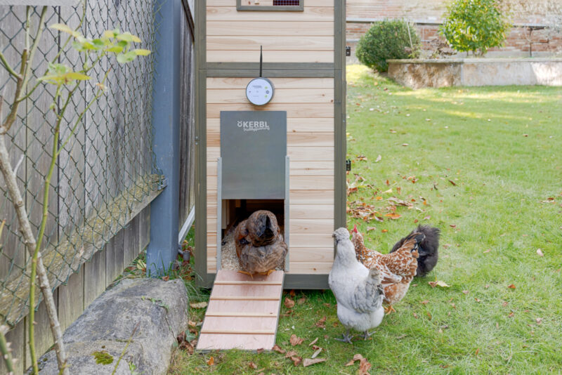 Automatische Hühnertür Duo Smart