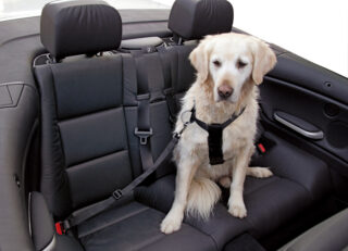 Harnais et sangle de transport pour chien