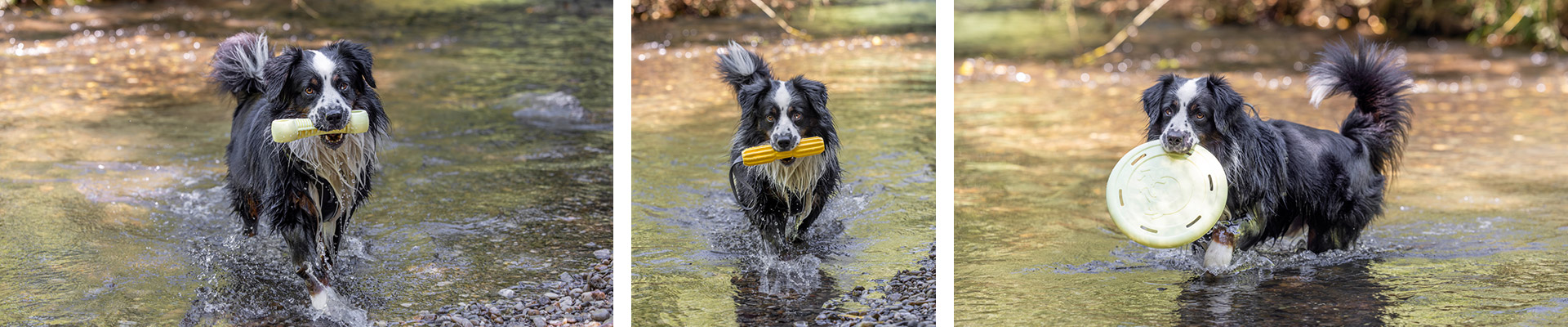 Neuheiten Wasserspielzeuge für Hunde