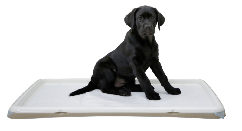 Toilettes pour chiot XL
