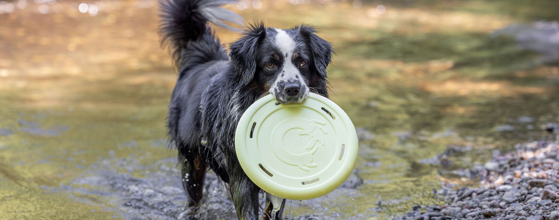 Hund spielt mit gelbem Frisbee im Wasser