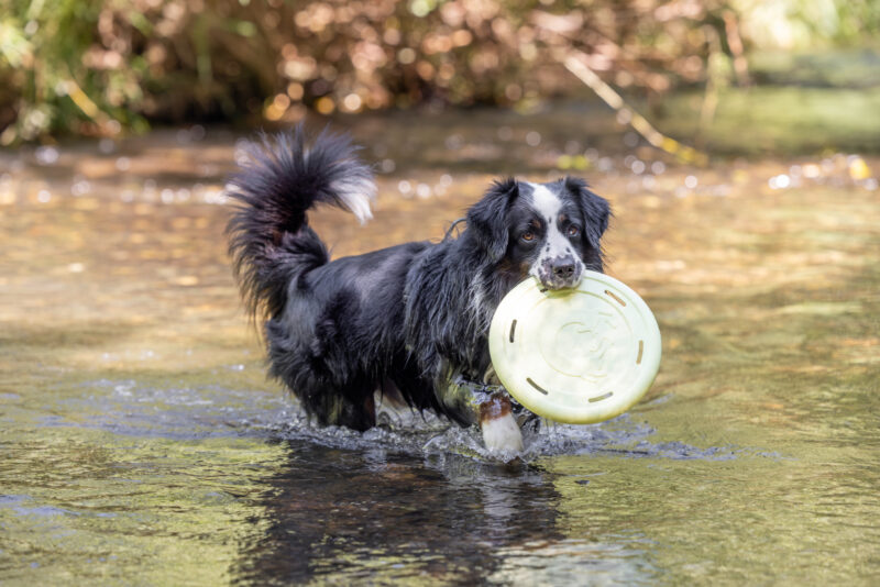 Frisbee