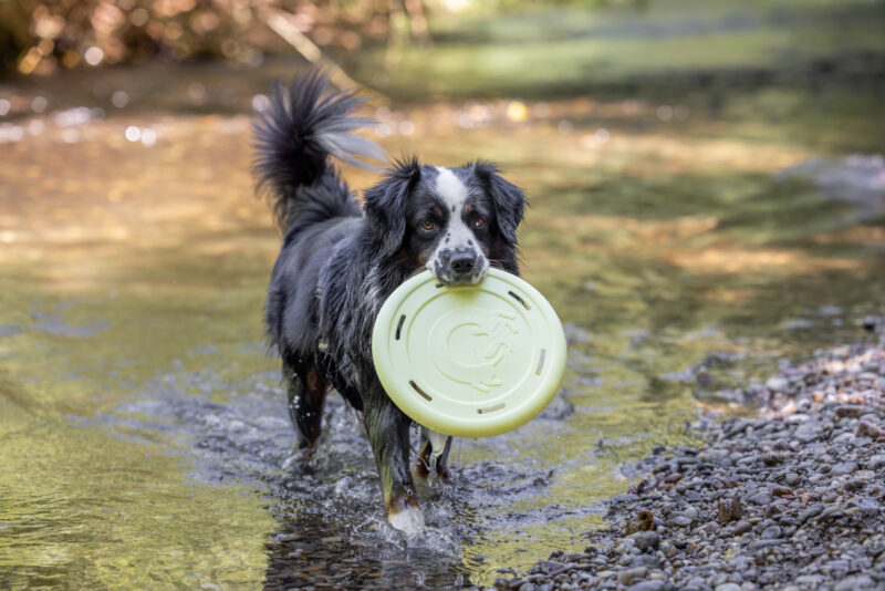 Frisbee