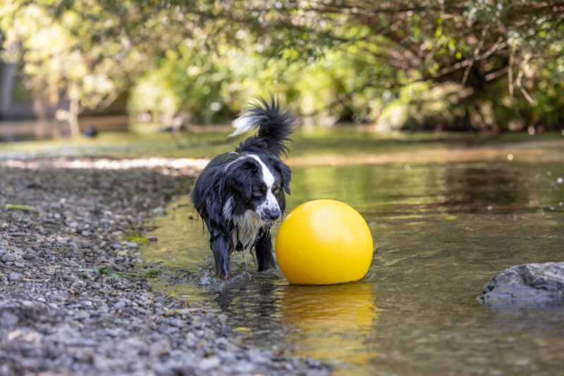 Hundespielball