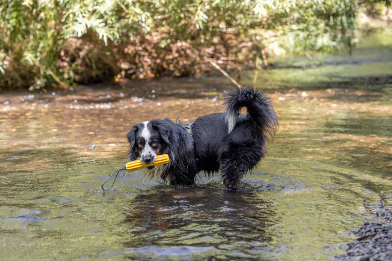 Hundespielzeug Aqua
