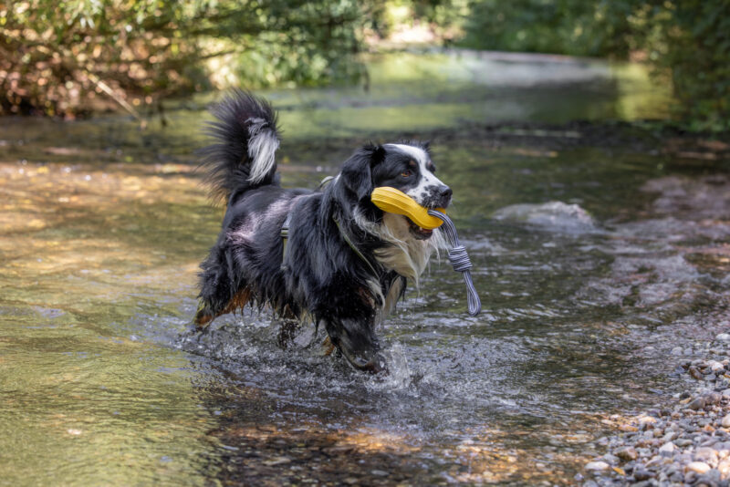 Hundespielzeug Aqua