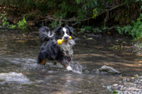 Hundespielzeug Aqua
