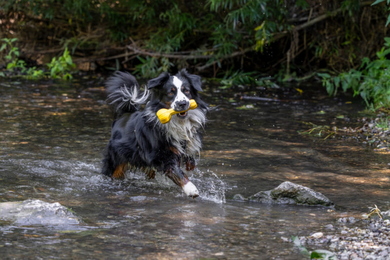 Hundespielzeug Aqua