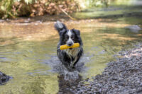 Hundespielzeug Aqua