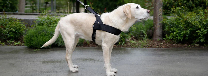 Kerbl Pet - Hundebedarf