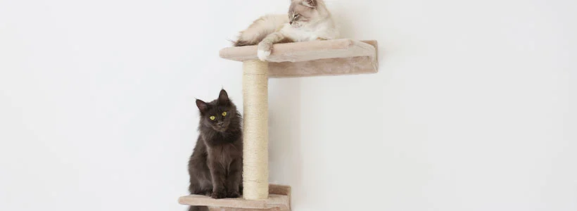 Kerbl Pet - Katze