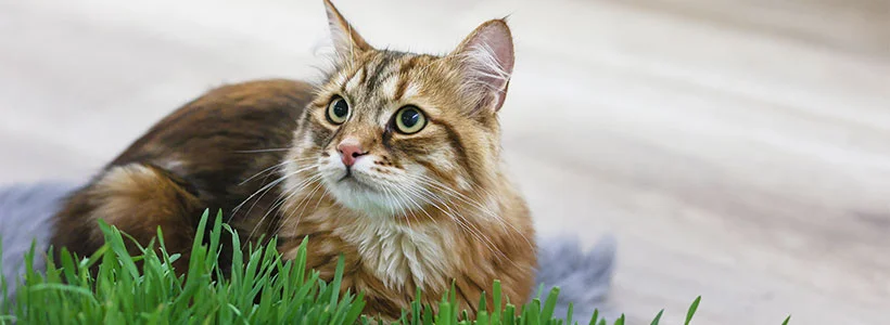 Kerbl Pet - Katze
